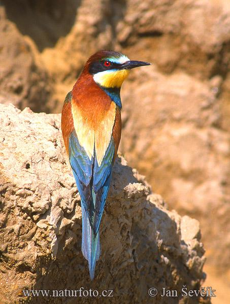 Rend: Coraciiformes Szalakótaalakúak Trópusi elterjedésű rend. Nem egységes csoport, de a garat, az izmok és a tollak szerkezete azonos az idetartozó fajoknál.