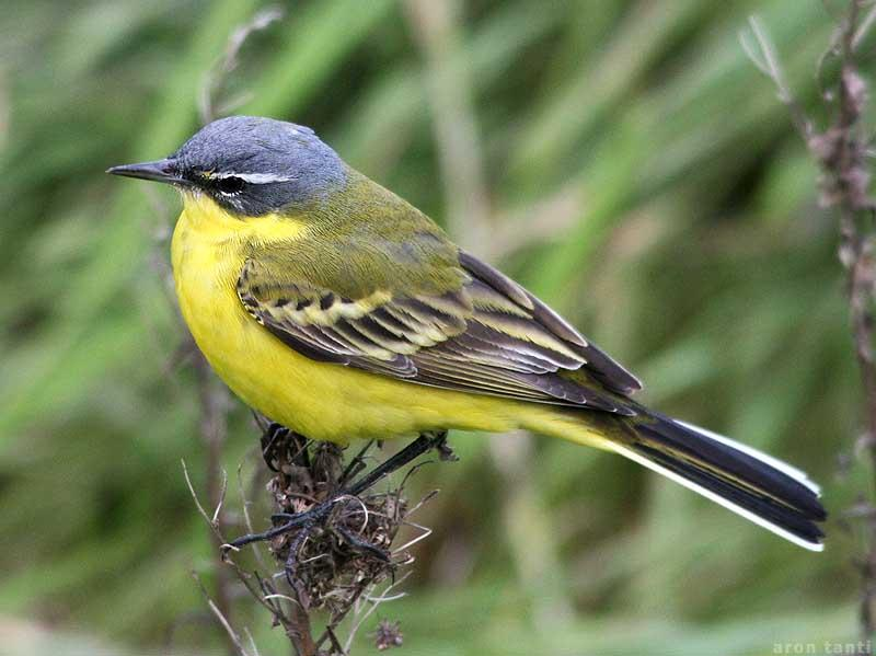 Motacilla flava - sárga billegető Síkvidéki, vizenyős rétek, zsombékosok madara.