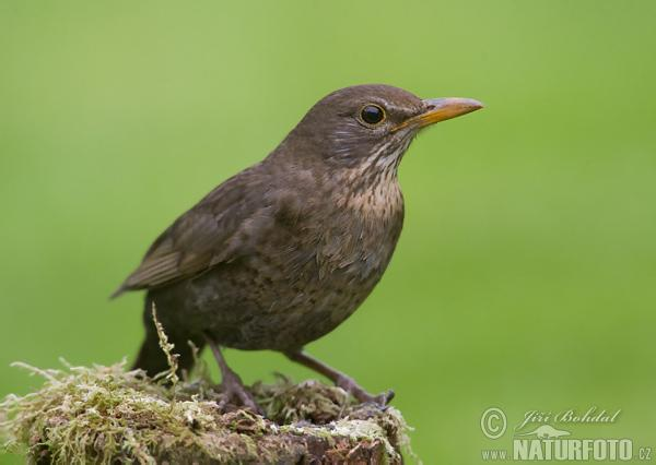 Család: Turdidae Rigófélék Turdus merula - fekete rigó Erdei (vonuló) és városi (állandó) populációk. Urbanizálódása közel száz éve kezdődött.