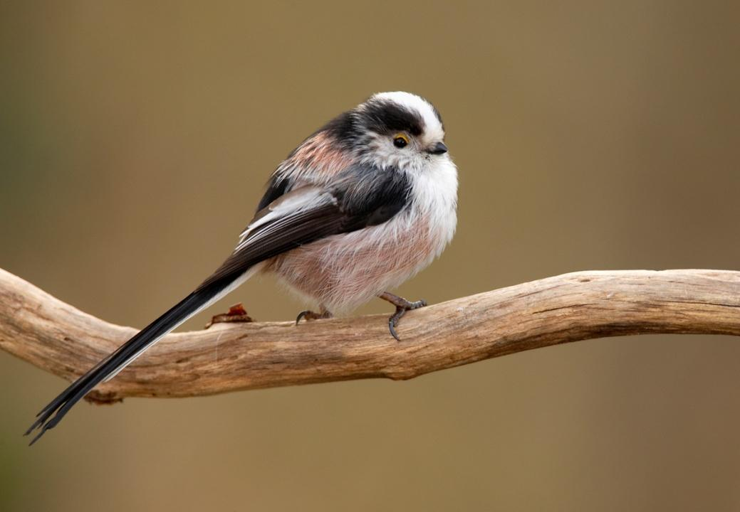 Család: Aegithalidae Őszapófélék Aegithalos caudatus - őszapó Nyílt erdők, bokrosok, erdőszegélyek madara.