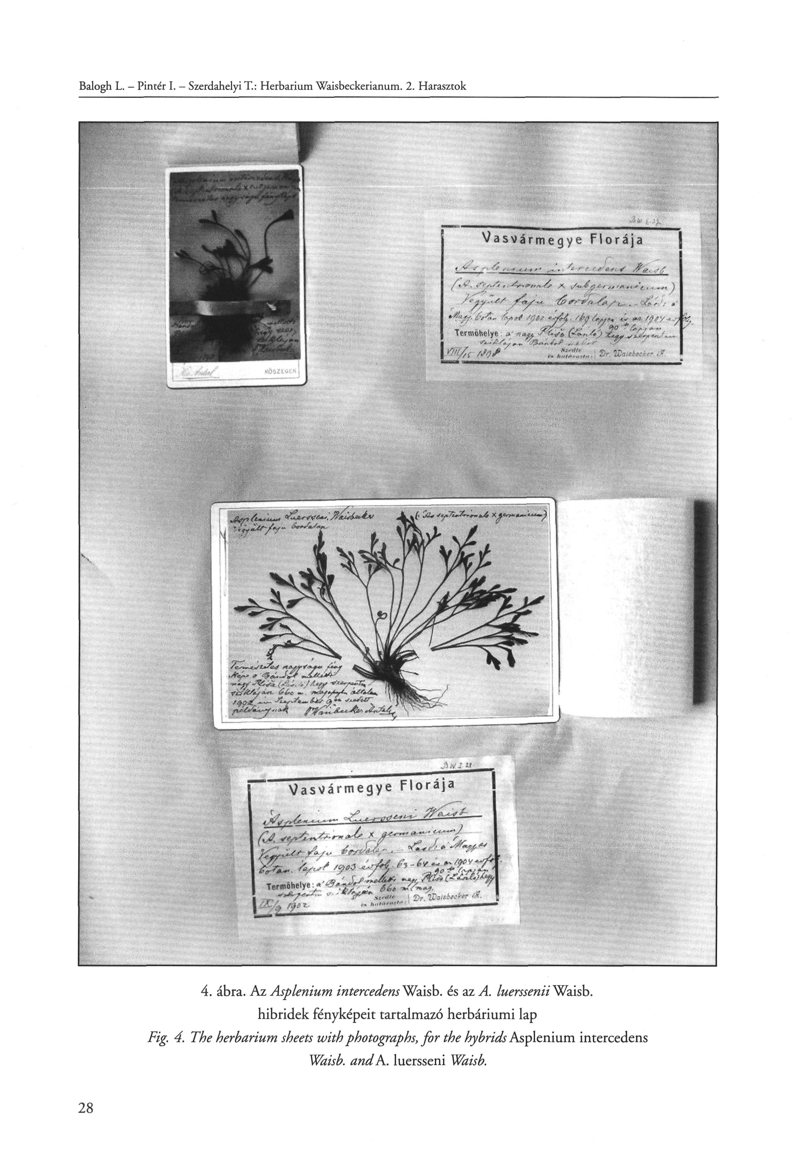 Balogh L. - Pintér I. - Szerdahelyi T.: Herbarium Waisbeckerianum. 2. Harasztok 4. ábra. Az Asplenium intercedenswaisb. és az A. luersseniiwaisb.