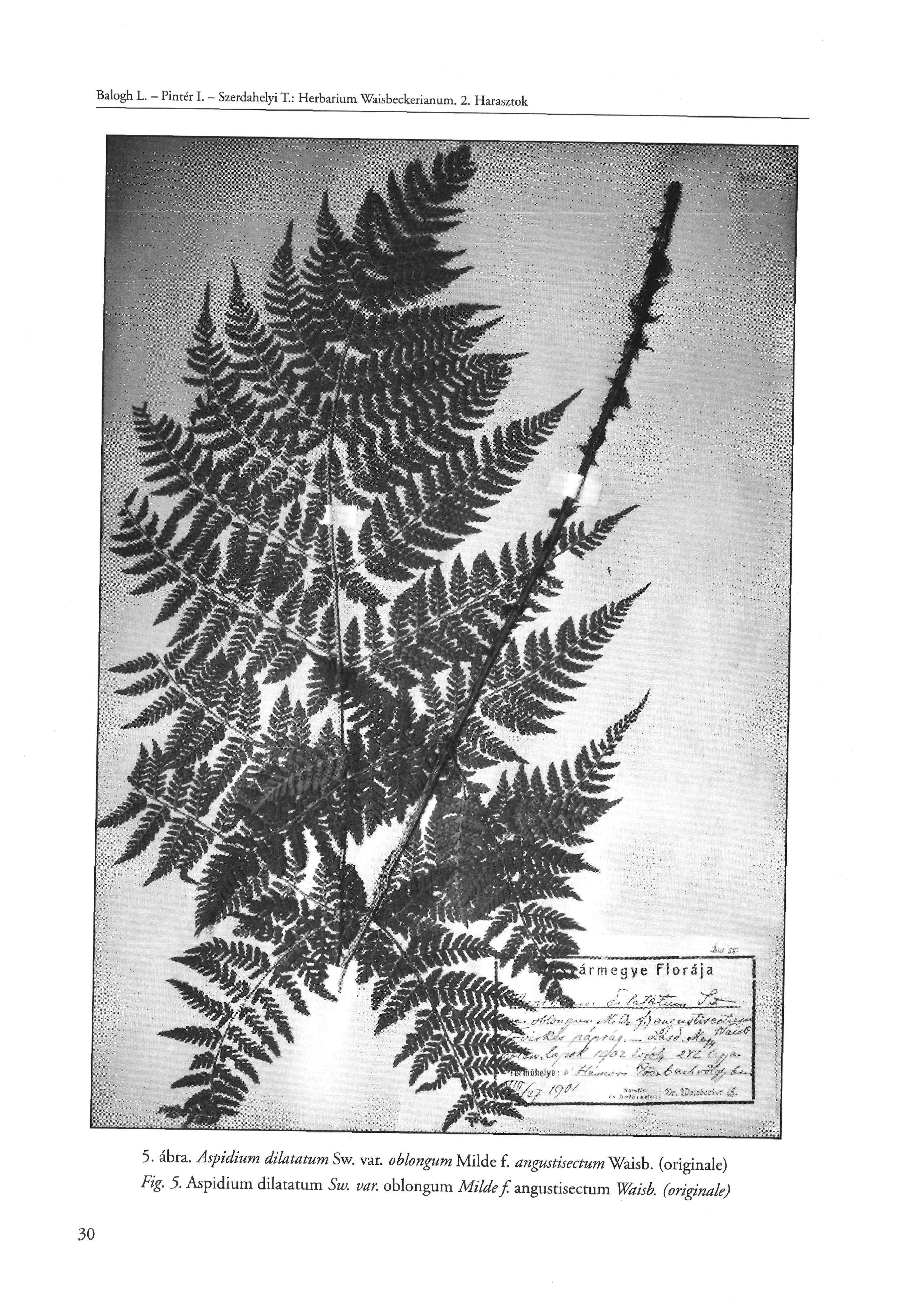 Balogh L. - Pintér I. - Szerdahelyi T.: Herbarium Waisbeckerianum. 2. Harasztok 5. ábra. Aspidium diktátum Sw. var.