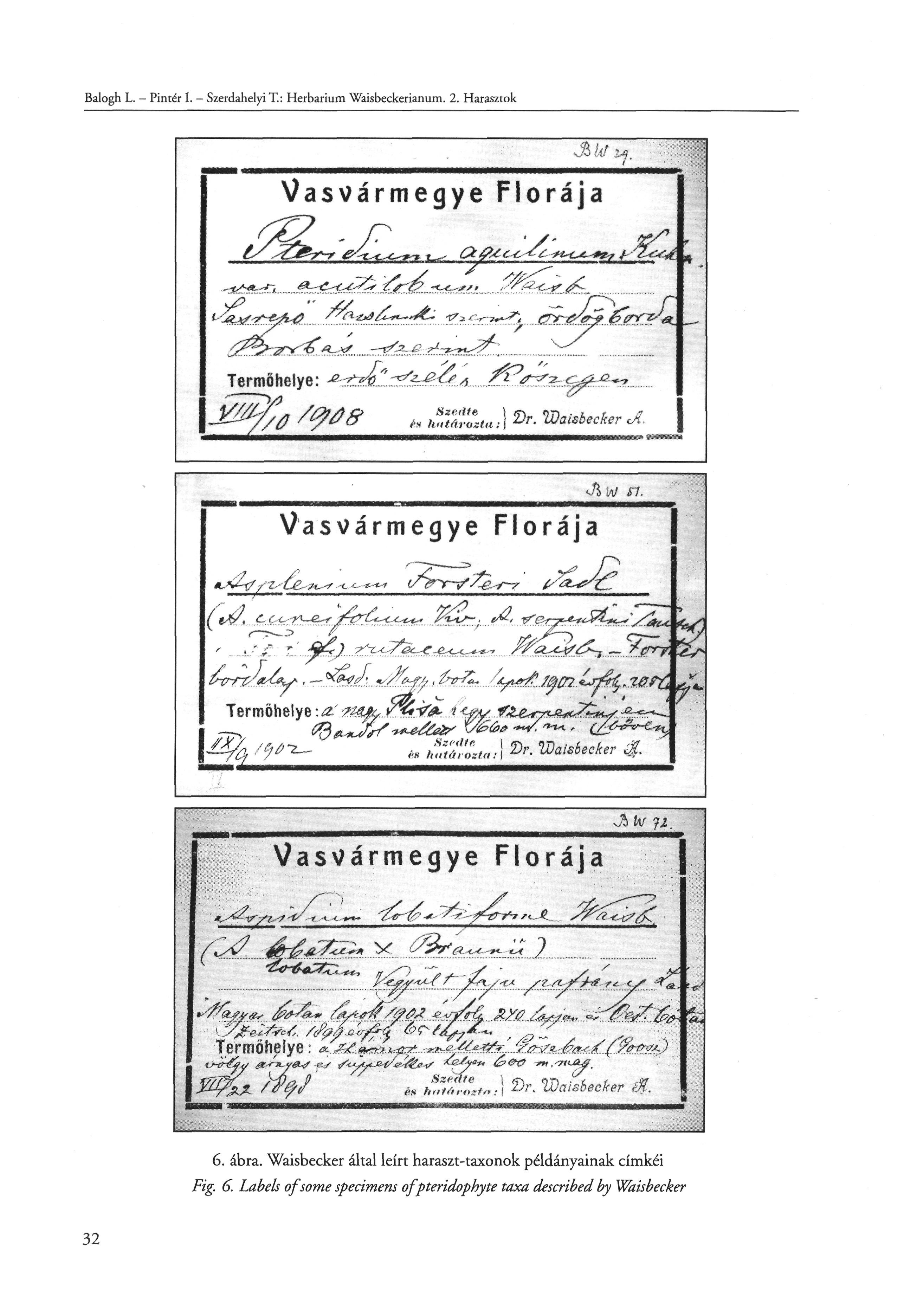 Balogh L. - Pintér I. - Szerdahelyi T.: Herbarium Waisbeckerianum. 2. Harasztok 6. ábra.