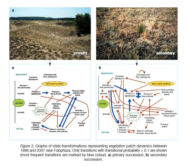 Szukcesszió Shifting mosaic steady state : A társuláson belüli átlagos összetétel