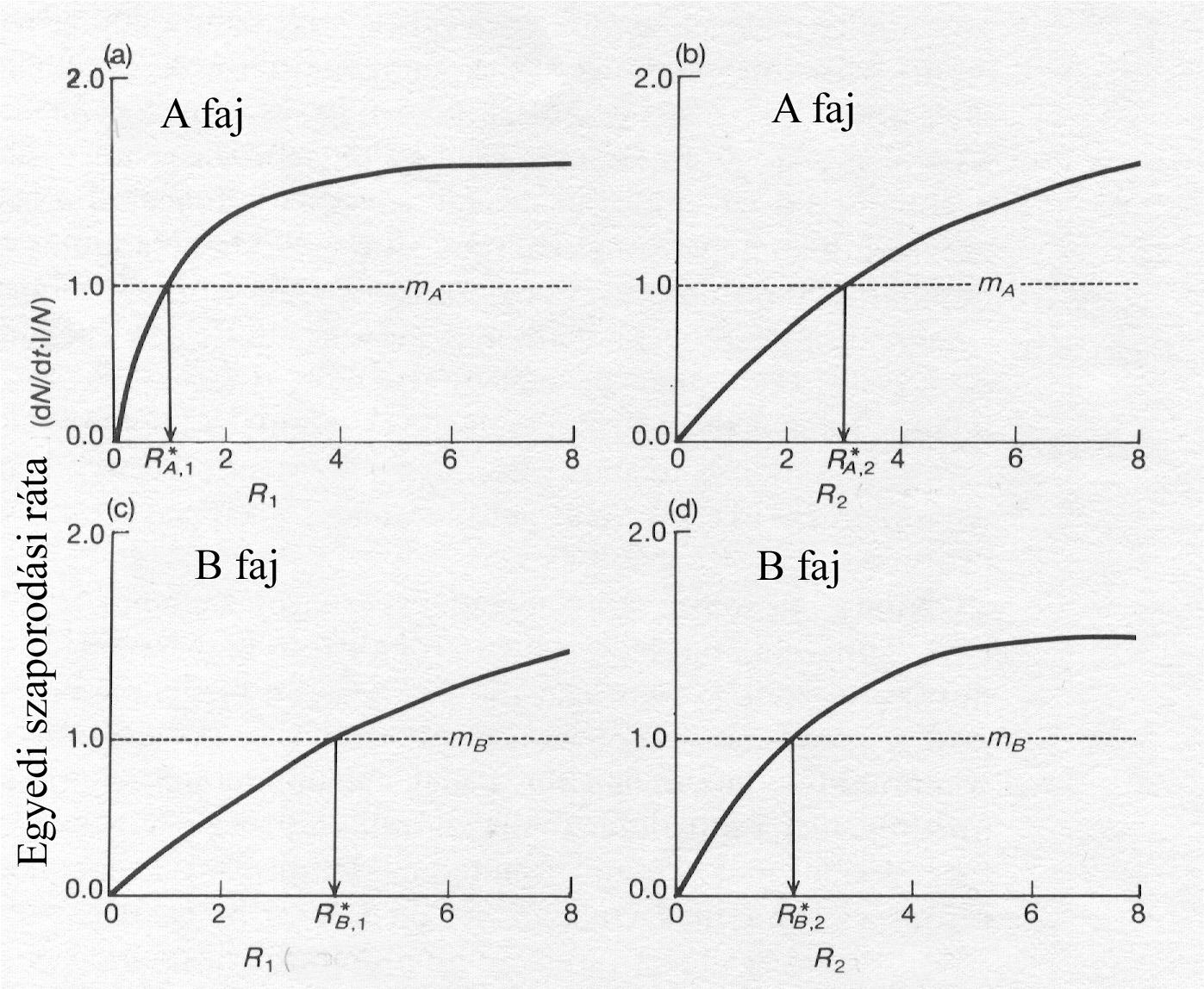 A szukcesszió mozgatórugói: Tilmann-modell R A,1 *: A faj mortalitási és reprodukciás rátája ekkora forrásmennyiségnél épp egyenlő A faj túlél az élőhelyen kisebb R-nél denzitása csökken R nő nagyobb