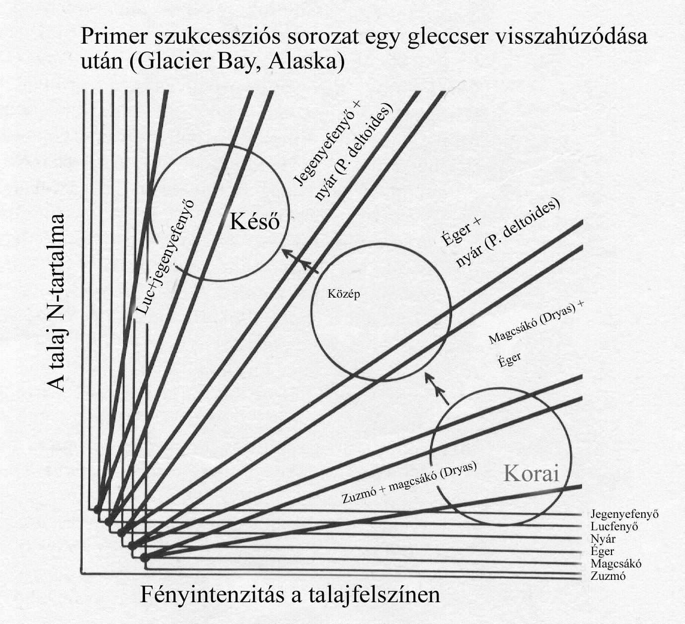 A szukcesszió