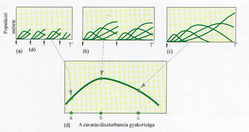 Diverzitás A szukcesszió, zavarás és diverzitás A zavarás hatása a diverzitásra (IDH: közepes zavarási hipotézis): gyakori zavarás a késői fajok hiánya