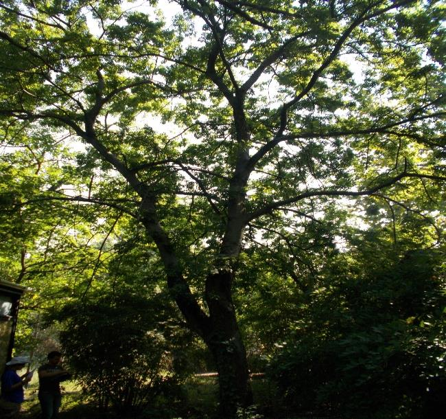 VIZUÁLIS FAVIZSGÁLAT Fafaj (agyar) Városliget 4VL07 4VL0705 Celtis occidentalis Nyugati ostorfa Fa agasság: 6 Törzs agasság:,5 Törzs átérő -en: 4 Törzskerület -en: 5 Korona átérő: 0 05. augusztus 4.