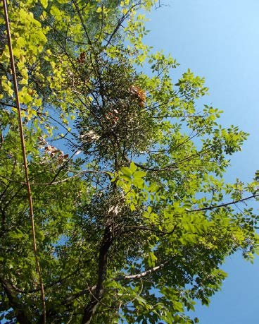 VIZUÁLIS FAVIZSGÁLAT Fafaj (agyar) Városliget 4VL07 4VL070 Fraxinus excelsior Magas kőris Fa agasság: 8 Törzs agasság:,5 Törzs átérő -en: Törzskerület -en: 5 Korona átérő: 4 05. augusztus 4.