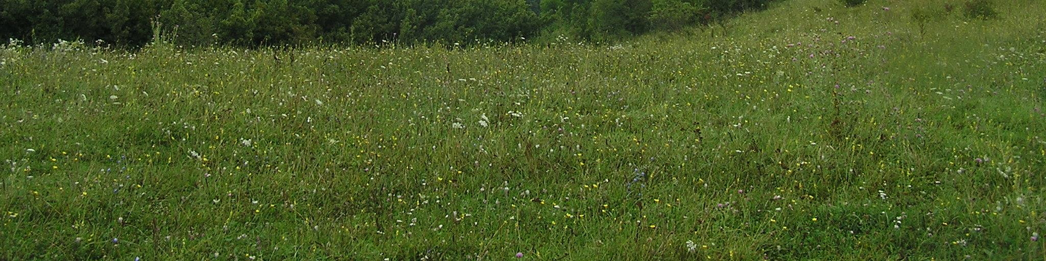 Közösségi jelentőségű lepkefajok kutatása az Aggteleki Nemzeti Park Igazgatóság
