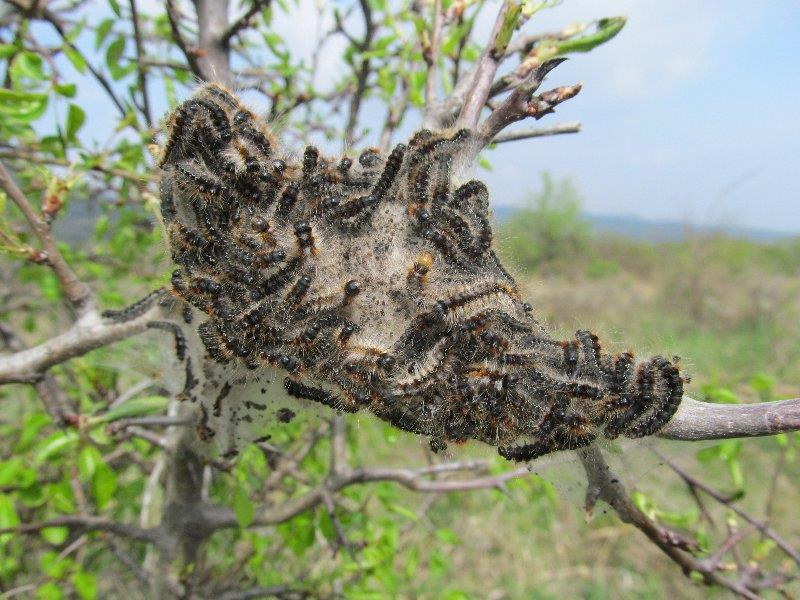 Sárga gyapjasszövő (Eriogaster catax) Natura 2000 területek kijelölése előtti időszak (2003 előtt): -Csak szórványadatok, őszi lámpázásokból Natura 2000 területek kijelölése utáni időszak (2003