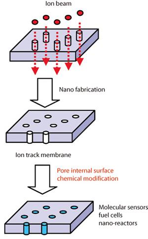 4. ábra - Mesterséges szövettenyésztés 7 Ionnyalábbal történő besugárzás használható továbbá felületek stabilitásának és tartósságának növelésére is, ugyanis pl.