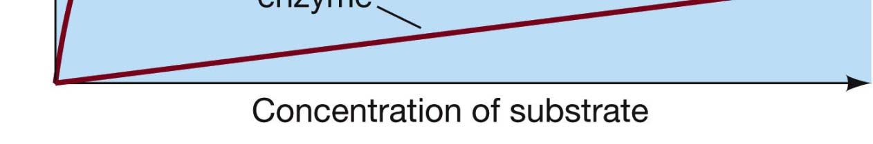 Kezdeti sebesség- enzim koncentráció függése: lineáris Enzim Katalizált reakció