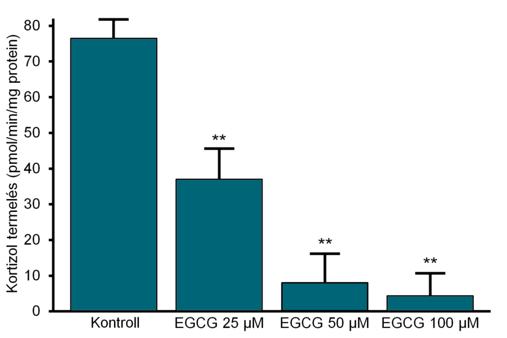 EGCG EGCG koncentrációfüggő gátló hatása a mikroszomális kortizoltermelésre Az EGCG lehetséges hatását először a G6PT- H6PD-11βHSD1 katalitikus triád egészére, vagyis az endoplazmás retikulum