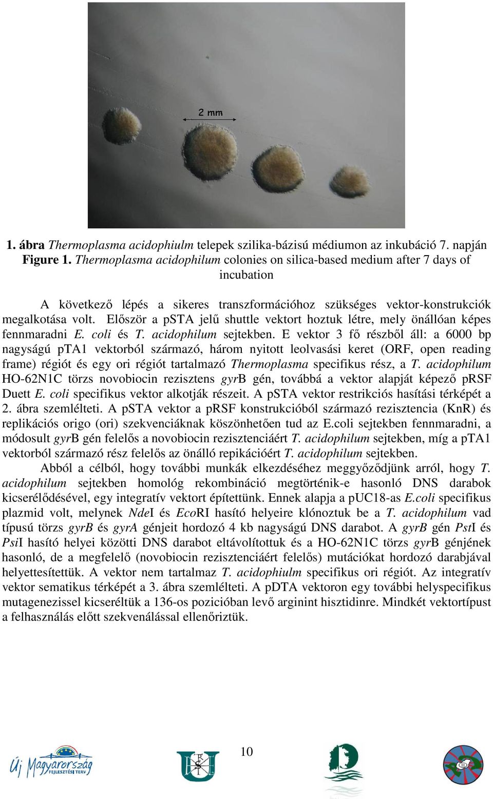 Elıször a psta jelő shuttle vektort hoztuk létre, mely önállóan képes fennmaradni E. coli és T. acidophilum sejtekben.