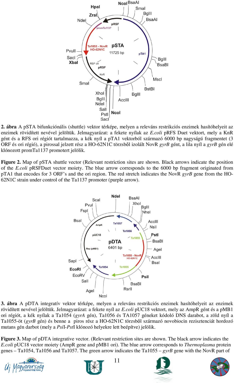 törzsbıl izolált NovR gyrb gént, a lila nyíl a gyrb gén elé klónozott promta1137 promotert jelölik. Figure 2. Map of psta shuttle vector (Relevant restriction sites are shown.