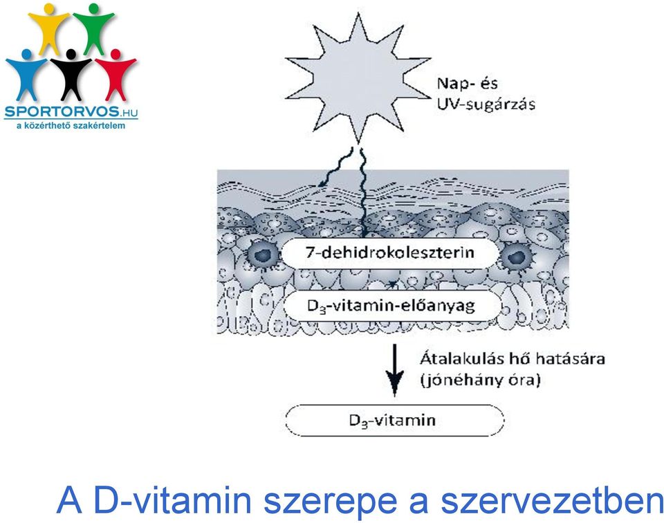 szerepe a