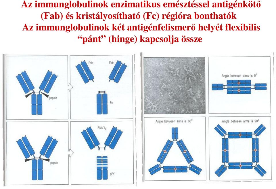 régióra bonthatók Az immunglobulinok két