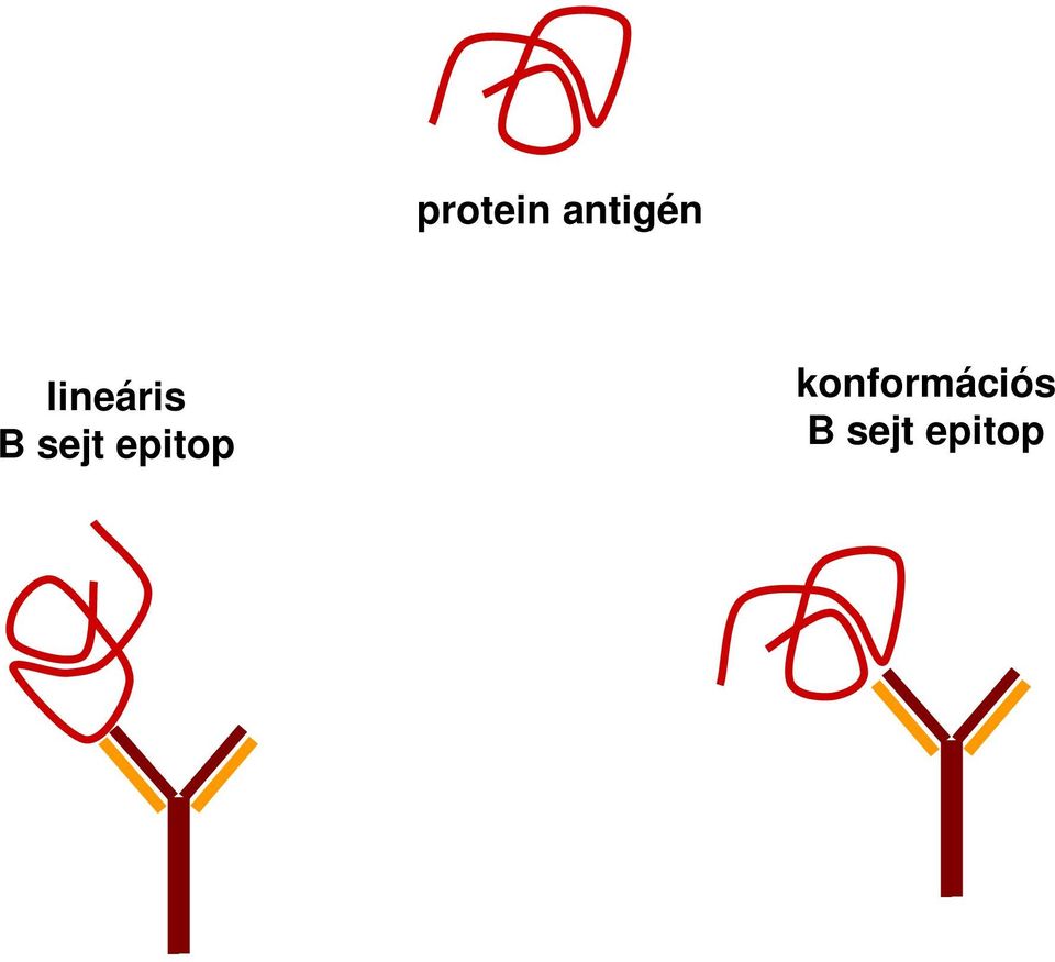 epitop
