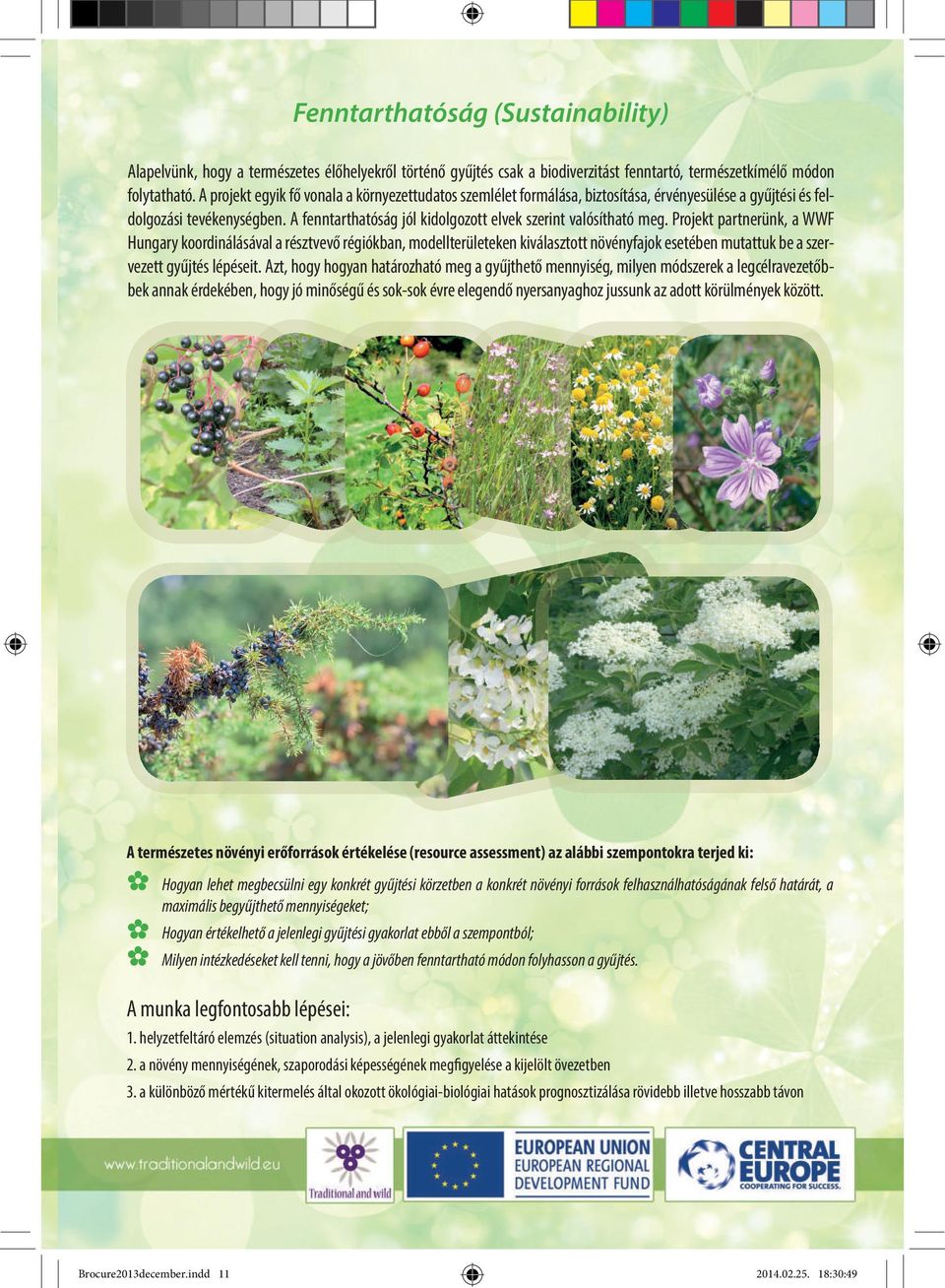 Projekt partnerünk, a WWF Hungary koordinálásával a résztvevő régiókban, modellterületeken kiválasztott növényfajok esetében mutattuk be a szervezett gyűjtés lépéseit.