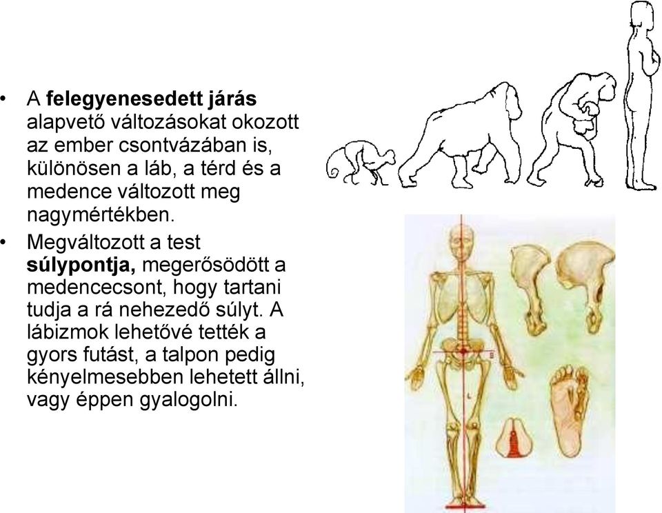 Megváltozott a test súlypontja, megerősödött a medencecsont, hogy tartani tudja a rá