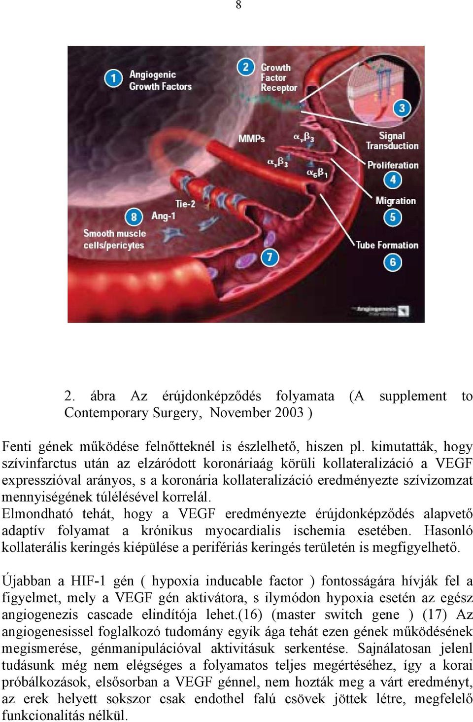 korrelál. Elmondható tehát, hogy a VEGF eredményezte érújdonképződés alapvető adaptív folyamat a krónikus myocardialis ischemia esetében.