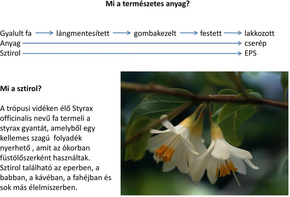 A trópusi vidéken élő Styrax A trópusi vidéken élő Styrax officinalis nevű fa termeli a styrax