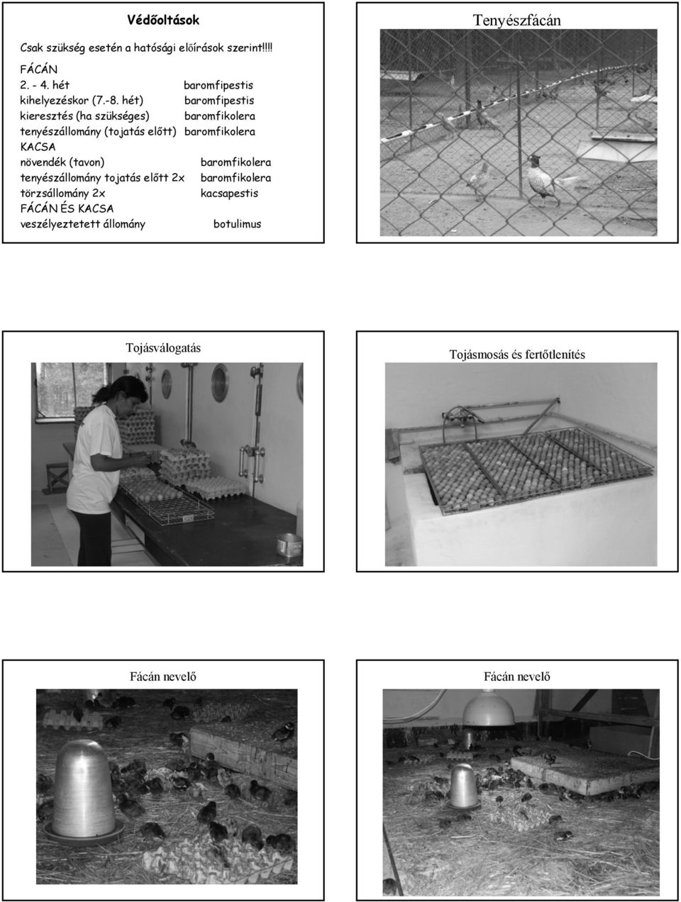 hét) baromfipestis kieresztés (ha szükséges) baromfikolera tenyészállomány (tojatás előtt) baromfikolera KACSA
