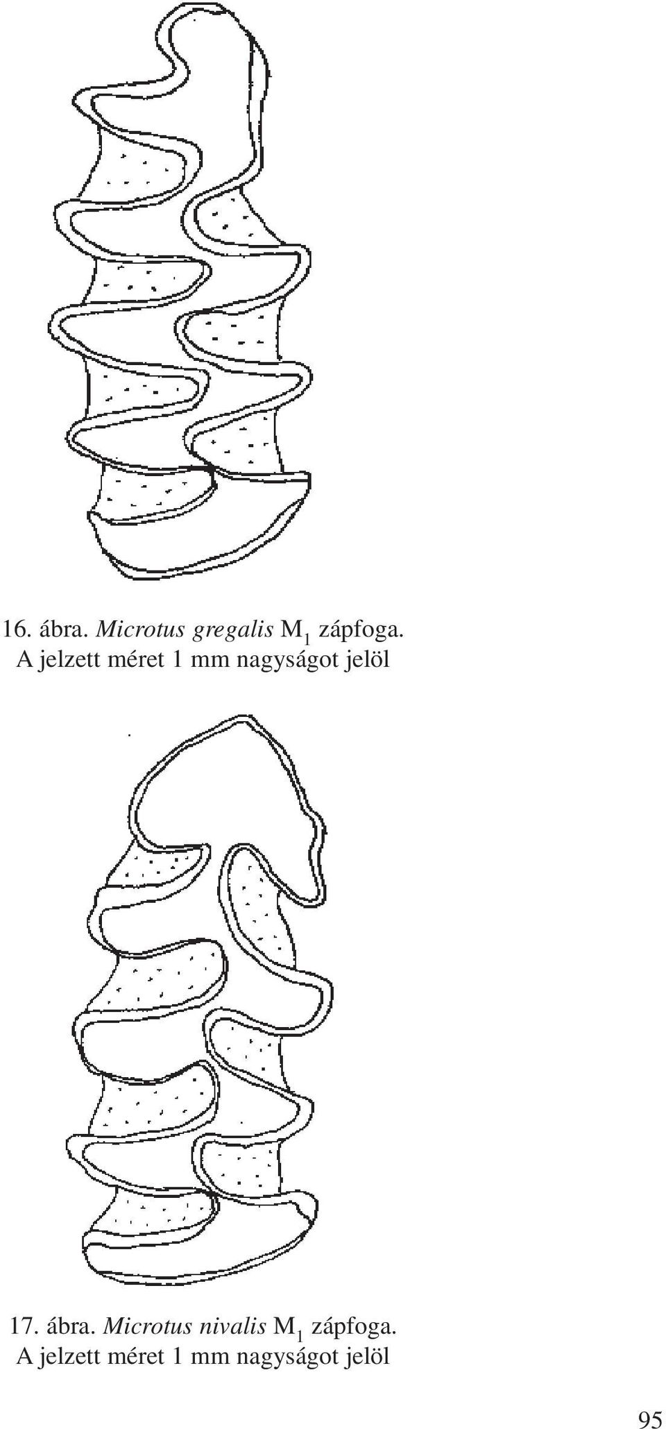 ábra. Microtus nivalis M 1 zápfoga.