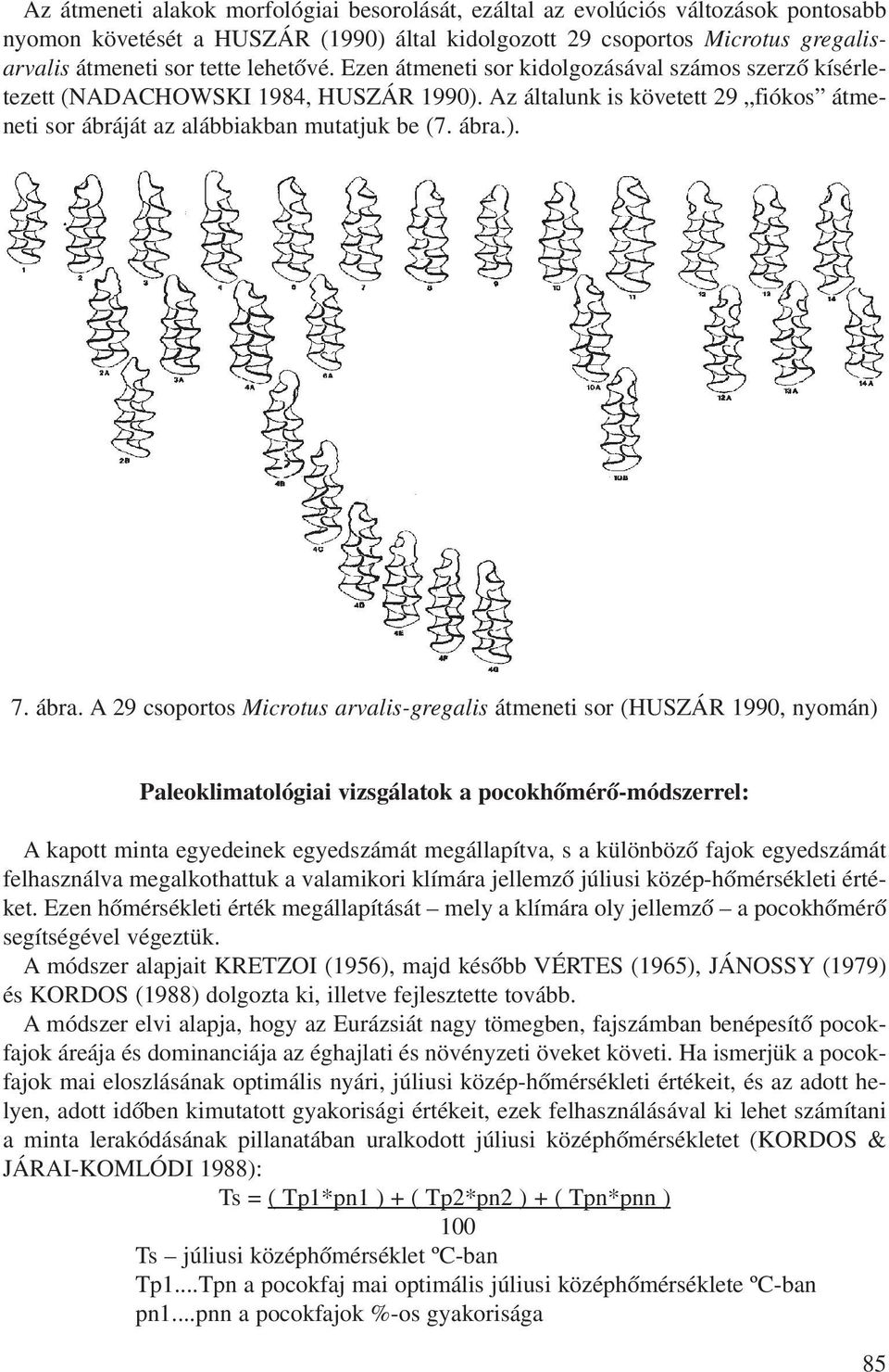 ábra. A 29 csoportos Microtus arvalis-gregalis átmeneti sor (HUSZÁR 1990, nyomán) Paleoklimatológiai vizsgálatok a pocokhômérô-módszerrel: A kapott minta egyedeinek egyedszámát megállapítva, s a