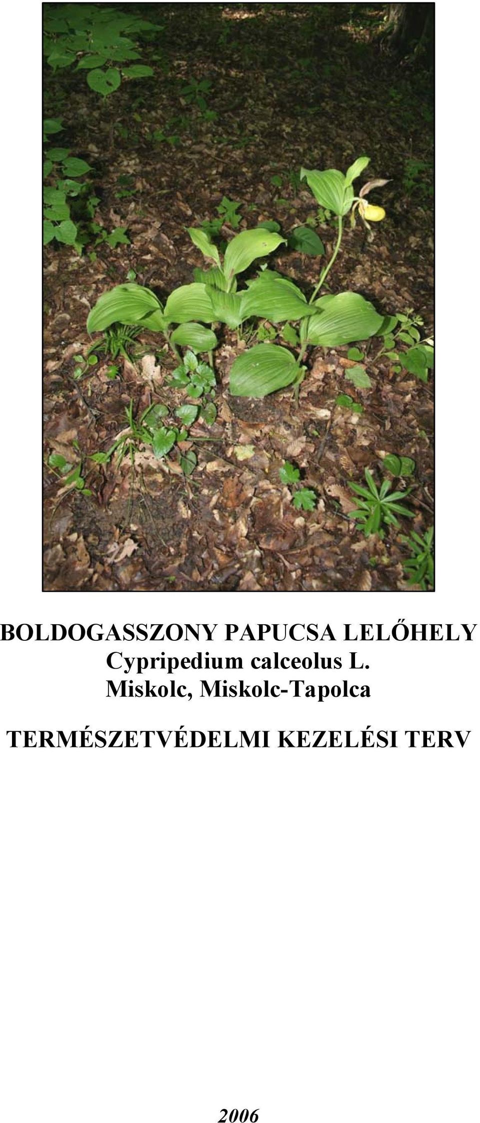 BOLDOGASSZONY PAPUCSA LELŐHELY Cypripedium calceolus L. Miskolc,  Miskolc-Tapolca TERMÉSZETVÉDELMI KEZELÉSI TERV - PDF Free Download