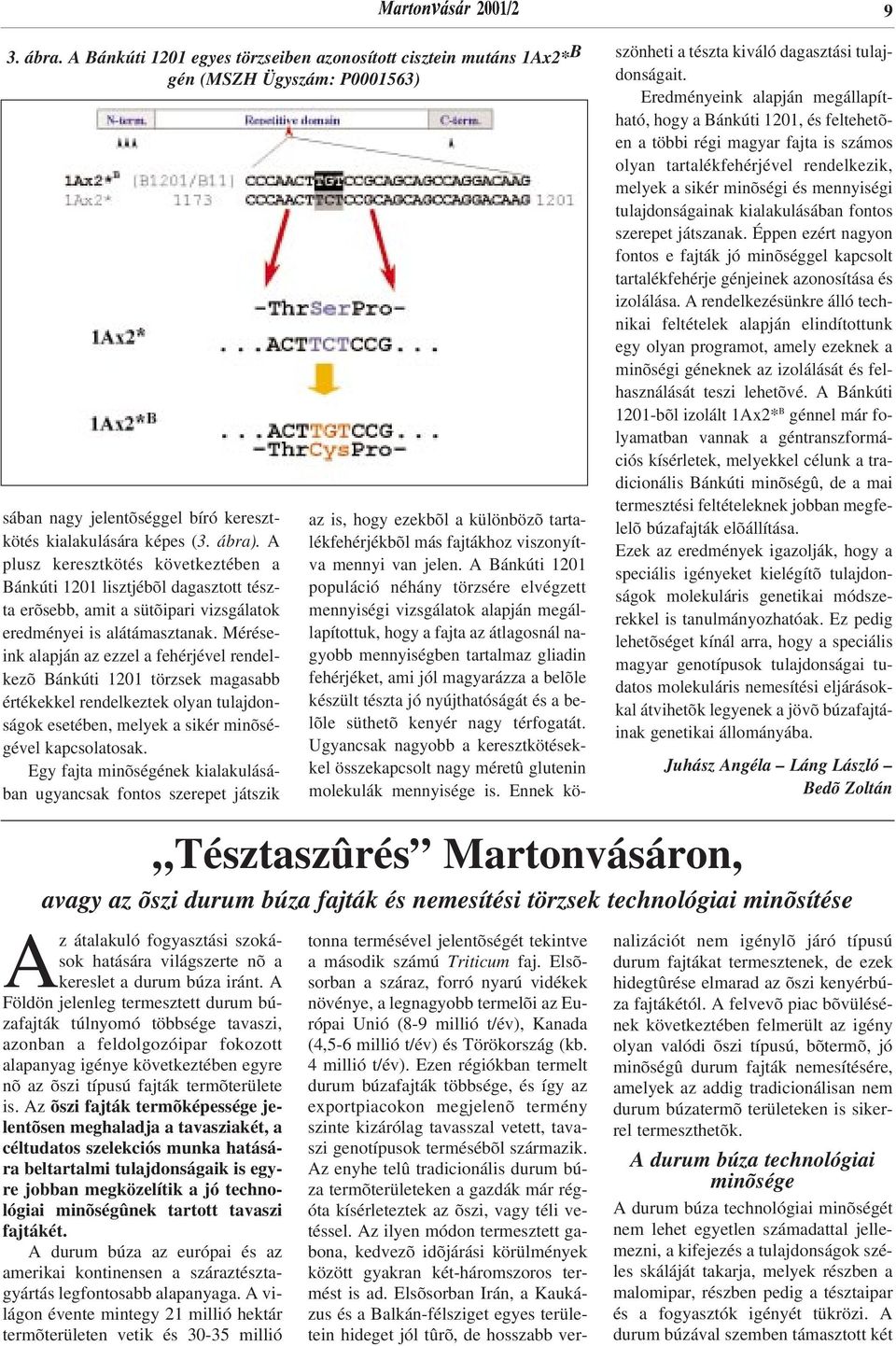 Méréseink alapján az ezzel a fehérjével rendelkezõ Bánkúti 1201 törzsek magasabb értékekkel rendelkeztek olyan tulajdonságok esetében, melyek a sikér minõségével kapcsolatosak.