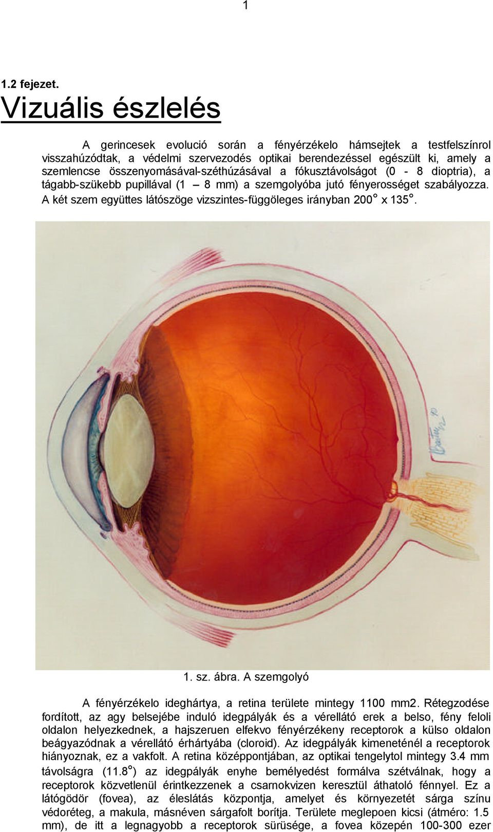 összenyomásával-széthúzásával a fókusztávolságot (0-8 dioptria), a tágabb-szükebb pupillával (1 8 mm) a szemgolyóba jutó fényerosséget szabályozza.