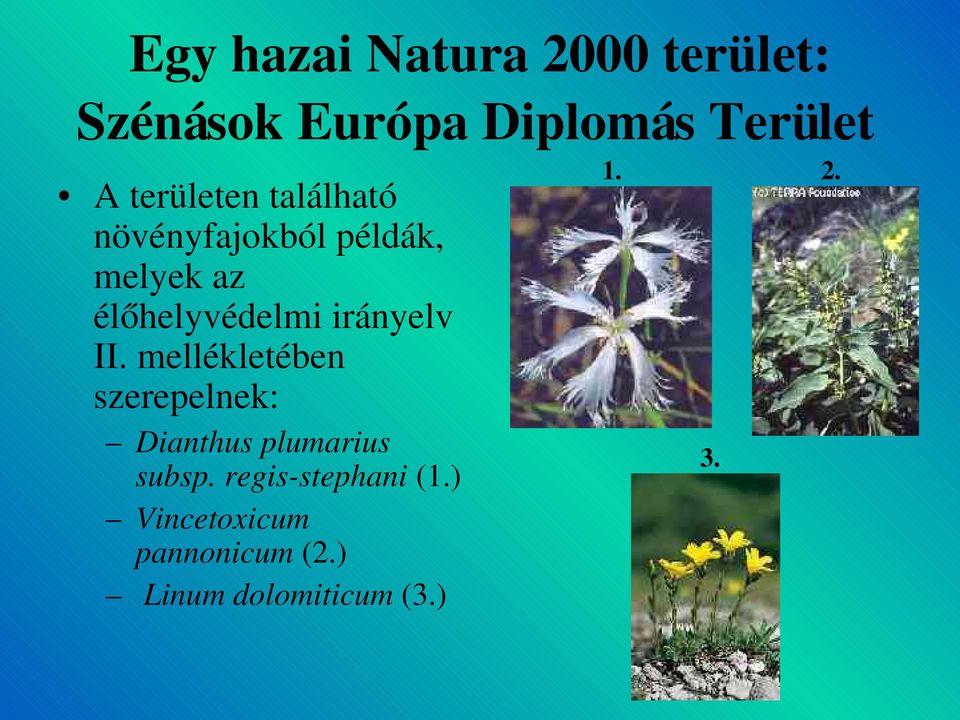 irányelv II. mellékletében szerepelnek: Dianthus plumarius subsp.
