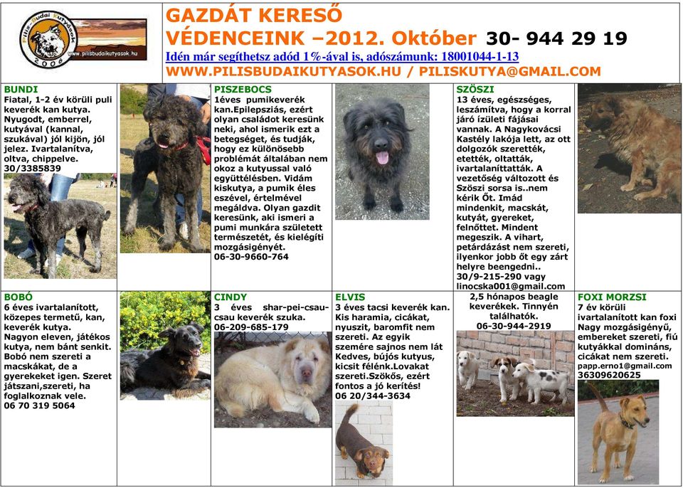 Szeret játszani,szereti, ha foglalkoznak vele. 06 70 319 5064 PISZEBOCS 1éves pumikeverék kan.