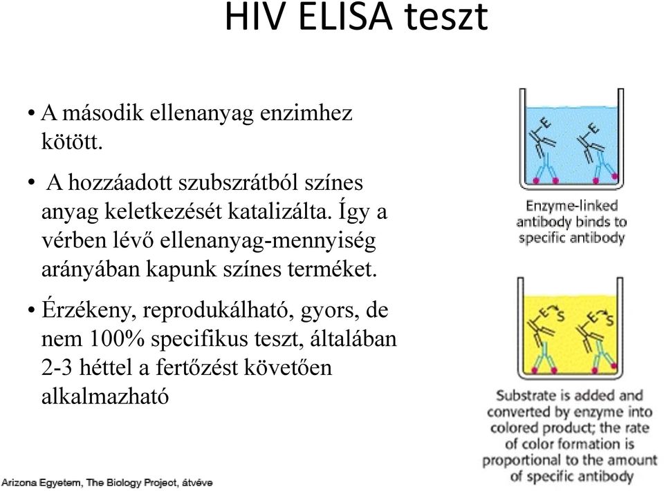 Így a vérben lévő ellenanyag-mennyiség arányában kapunk színes terméket.