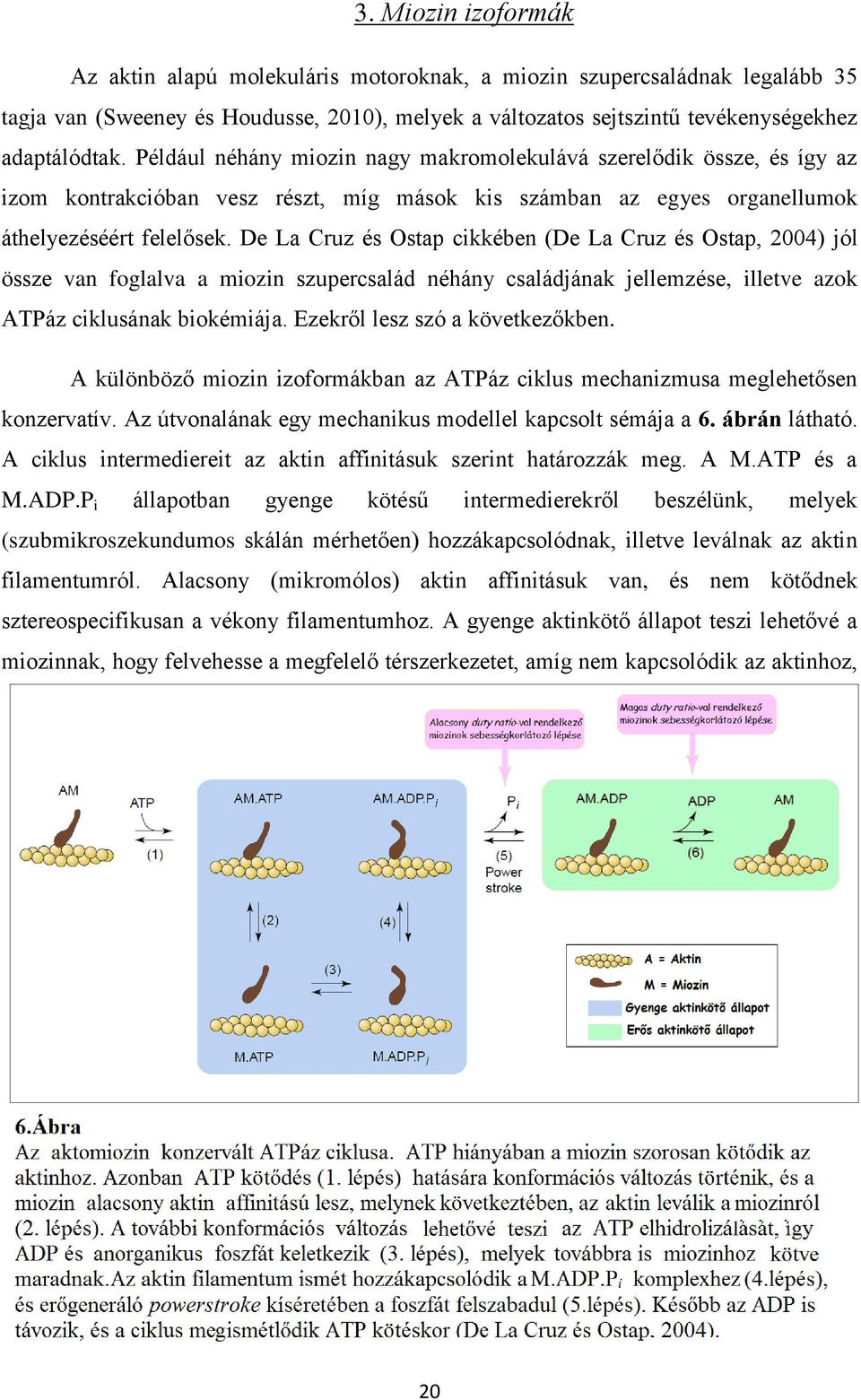 De La Cruz és Ostap cikkében (De La Cruz és Ostap, 2004) jól össze van foglalva a miozin szupercsalád néhány családjának jellemzése, illetve azok ATPáz ciklusának biokémiája.