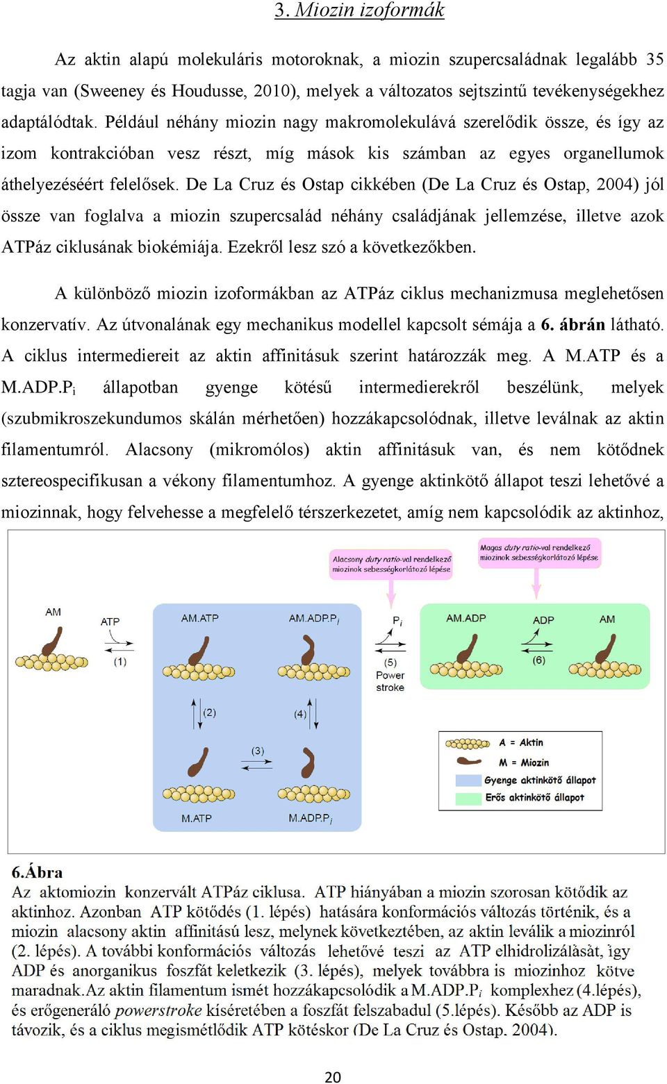 De La Cruz és Ostap cikkében (De La Cruz és Ostap, 2004) jól össze van foglalva a miozin szupercsalád néhány családjának jellemzése, illetve azok ATPáz ciklusának biokémiája.