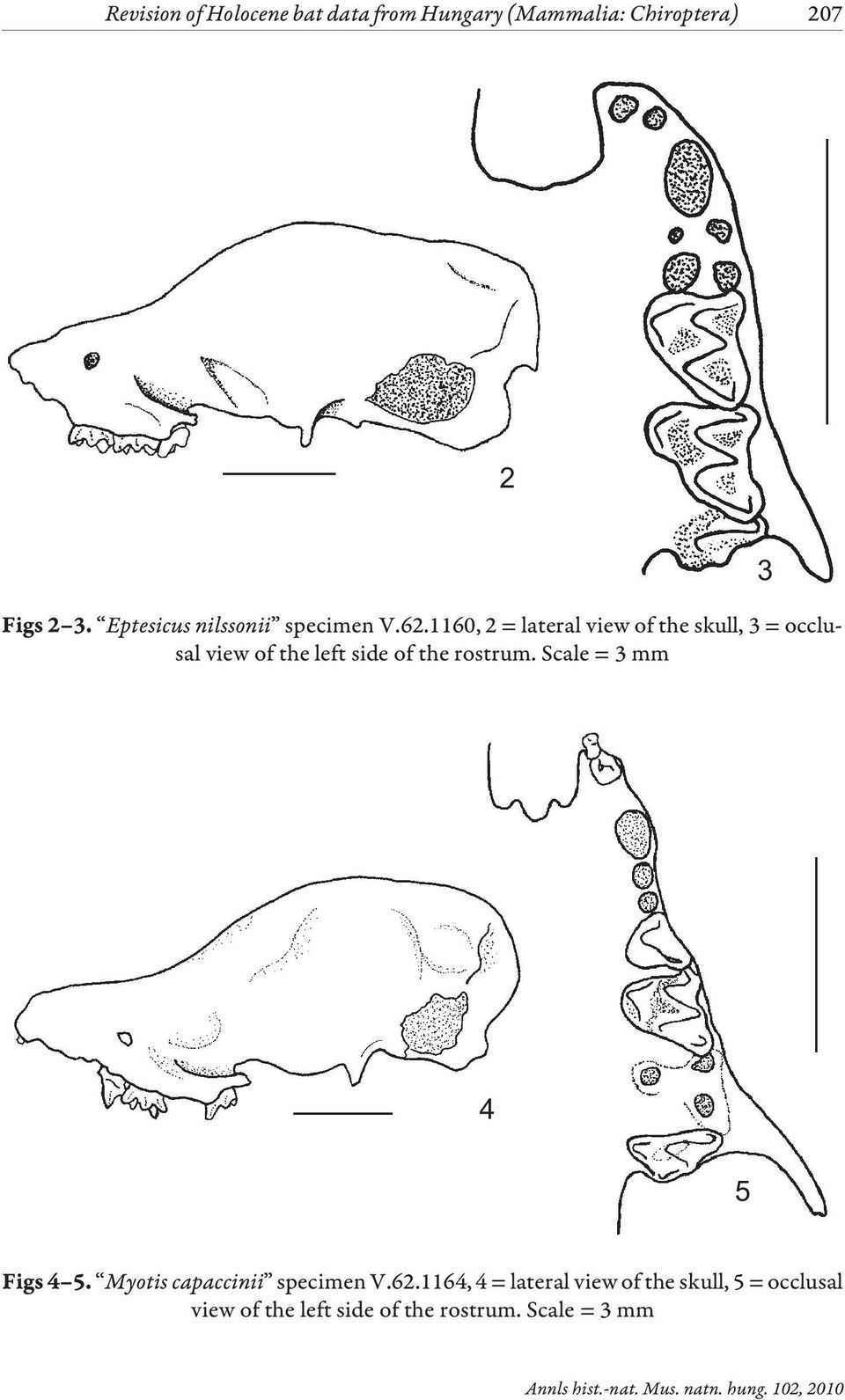1160, 2 = lateral view of the skull, 3 = occlusal view of the left side of the rostrum.