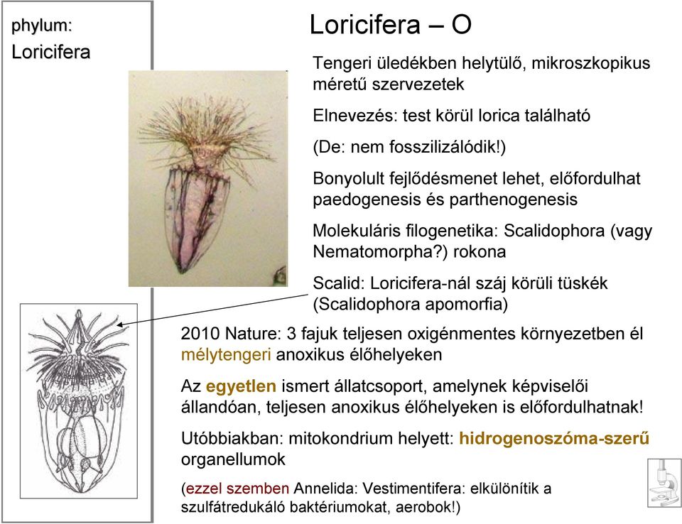) rokona Scalid: Loricifera-nál száj körüli tüskék (Scalidophora apomorfia) 2010 Nature: 3 fajuk teljesen oxigénmentes környezetben él mélytengeri anoxikus élőhelyeken Az egyetlen