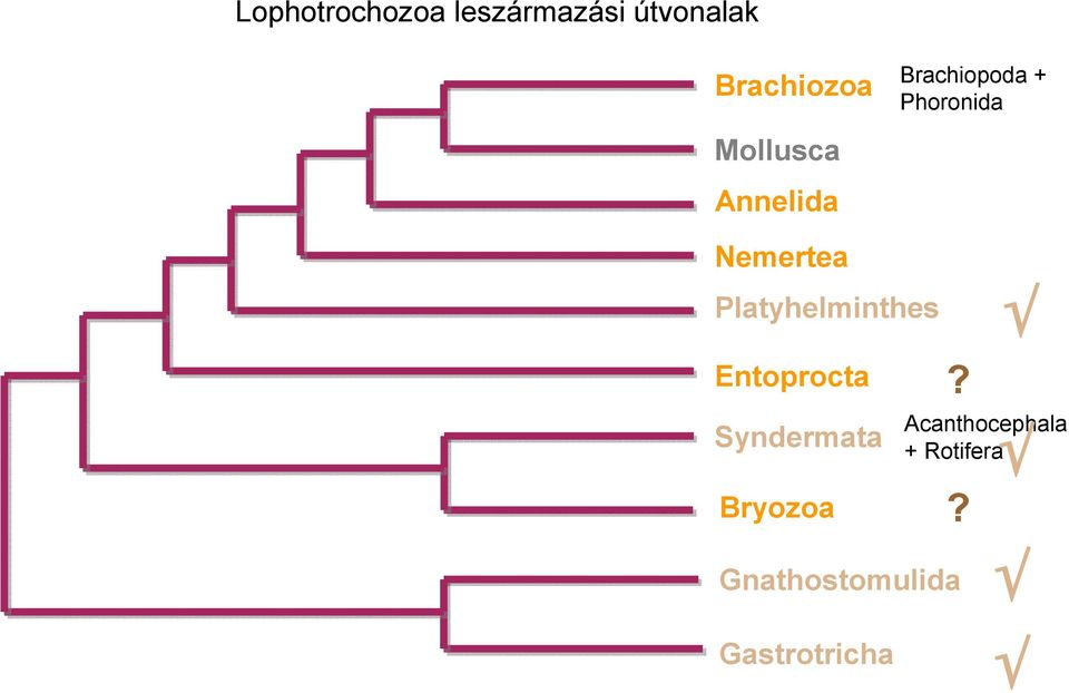Platyhelminthes Entoprocta Syndermata Bryozoa?