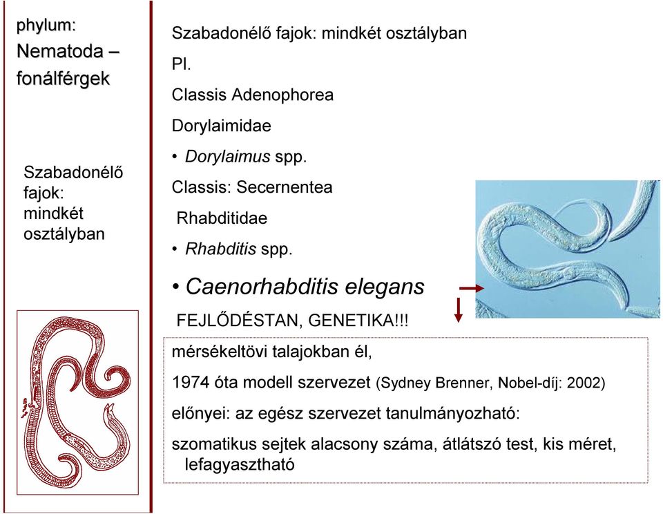 : Secernentea Rhabditidae Rhabditis spp. Caenorhabditis elegans FEJLŐDÉSTAN, GENETIKA!