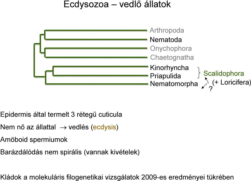 Epidermis által termelt 3 rétegű cuticula Nem nő az állattal vedlés (ecdysis) Amöboid