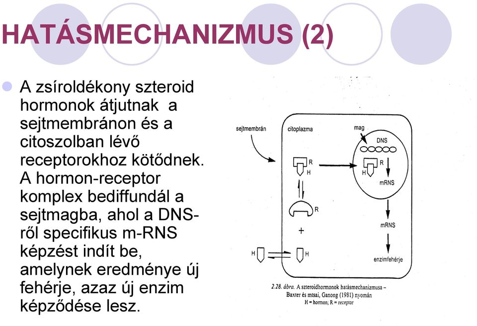 A hormon-receptor komplex bediffundál a sejtmagba, ahol a DNSről