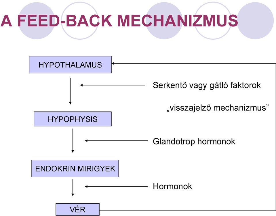 HYPOPHYSIS visszajelző mechanizmus