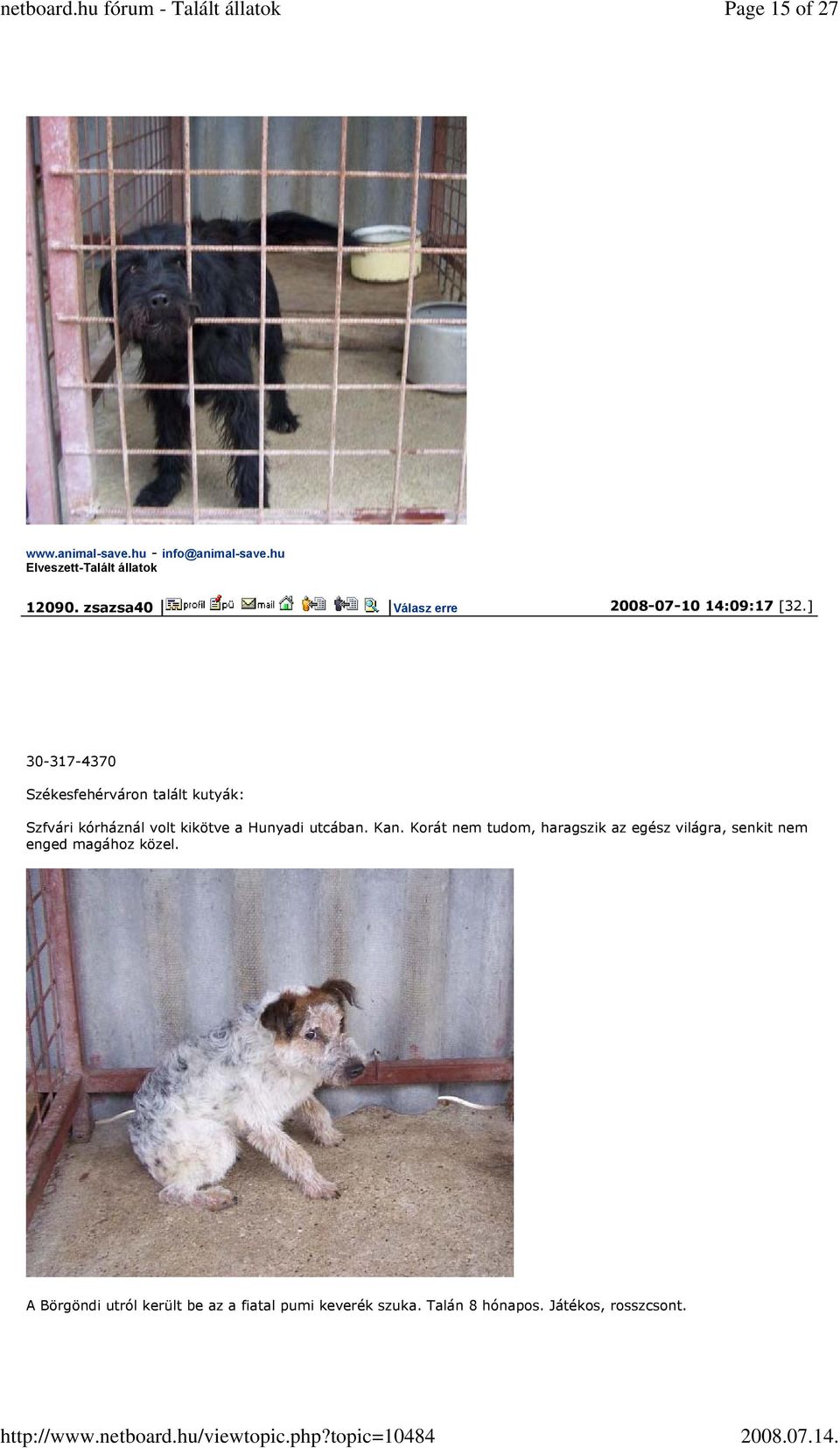 ] 30-317-4370 Székesfehérváron talált kutyák: Szfvári kórháznál volt kikötve a Hunyadi utcában. Kan.