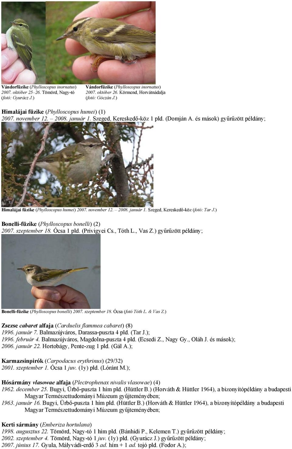 november 12. 2008. január 1. Szeged, Kereskedő-köz (fotó: Tar J.) Bonelli-füzike (Phylloscopus bonelli) (2) 2007. szeptember 18. Ócsa 1 pld. (Privigyei Cs., Tóth L., Vas Z.