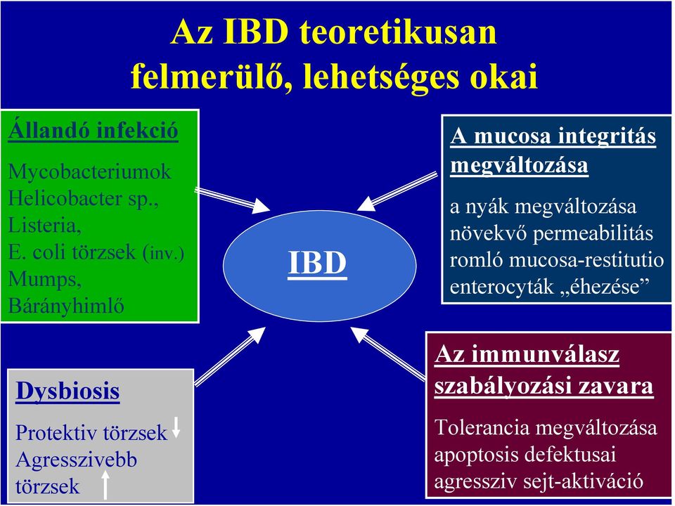 ) Mumps, Bárányhimlő Dysbiosis Protektiv törzsek Agresszivebb törzsek IBD A mucosa integritás megváltozása