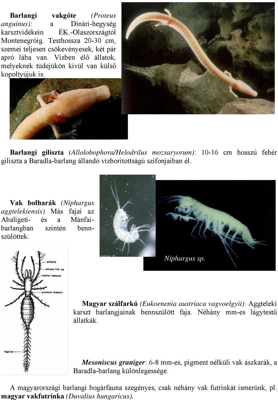 Barlangi giliszta (Allolobophora/Helodrilus mozsaryorum): 10-16 cm hosszú fehér giliszta a Baradla-barlang állandó vízborítottságú szifonjaiban él.