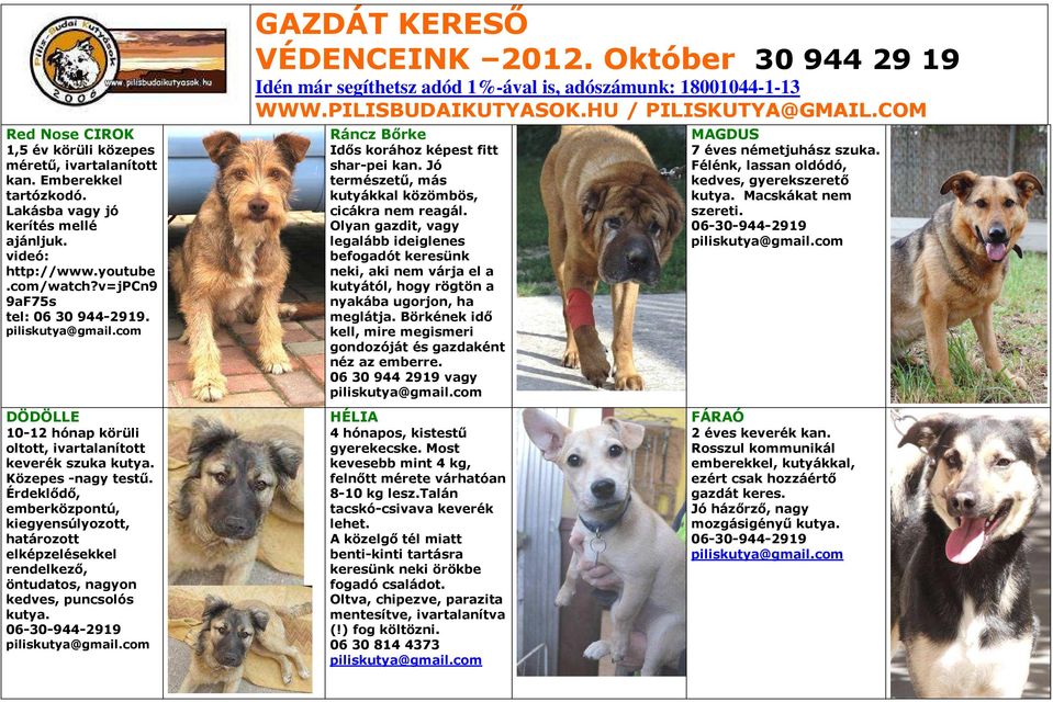 Érdeklődő, emberközpontú, kiegyensúlyozott, határozott elképzelésekkel rendelkező, öntudatos, nagyon kedves, puncsolós kutya. VÉDENCEINK 2012.